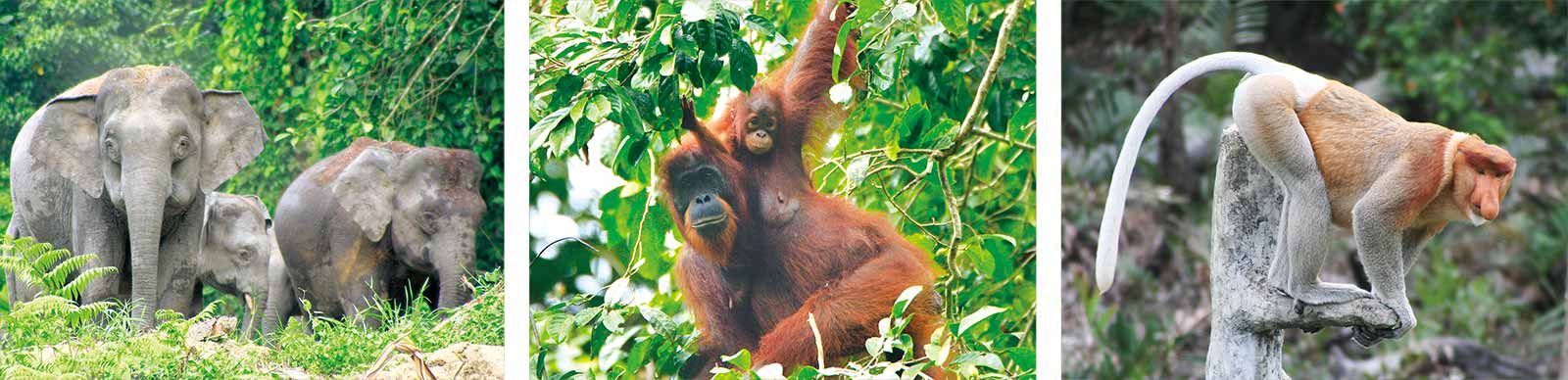 Some examples of the wildlife in Borneo