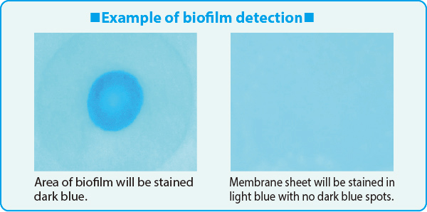 Example of biofilm detection