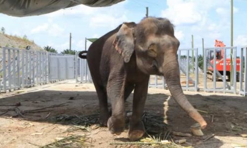 SARAYA's Support to the Borneo Conservation Trust